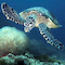 Dive Photo
